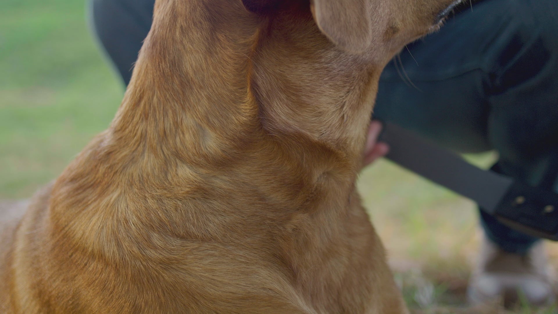 Invisible Fence Collar Blinking Red Troubleshooting Tips