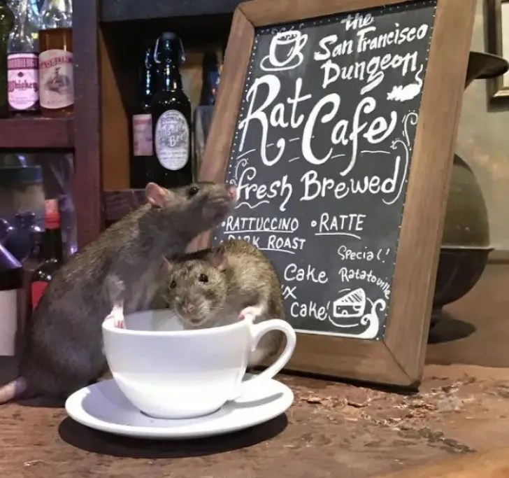 Have A Coffee Surrounded By Rats, This Bar Lets Dozens Of Rodents Roam