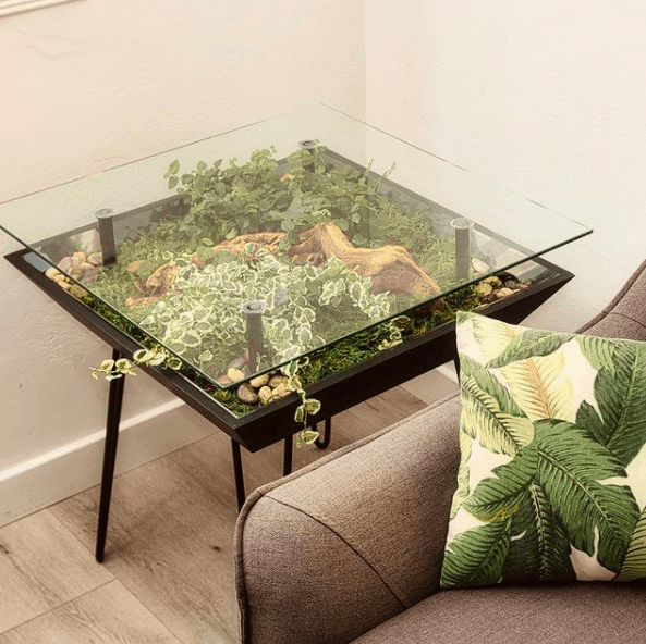 Terrarium Tables 101 Complete Buyer’s Guide + DIY Builds