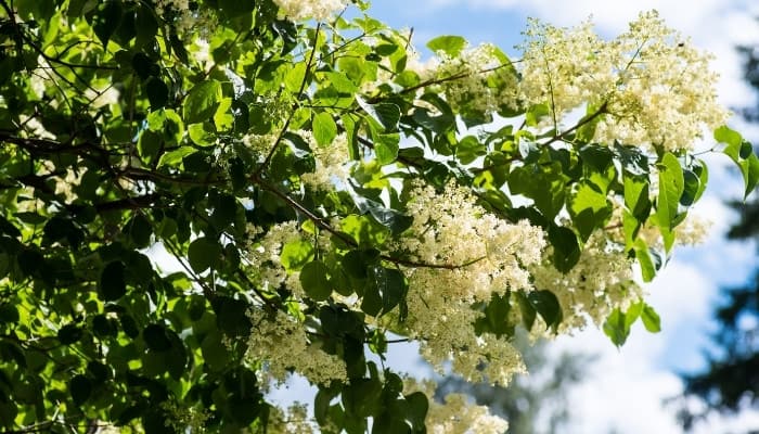 Are Lilacs Deer Resistant? Top 5 Best Varieties To Grow