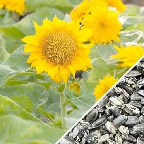 Can You Grow a Sunflower Indoors? Follow These 7 Steps