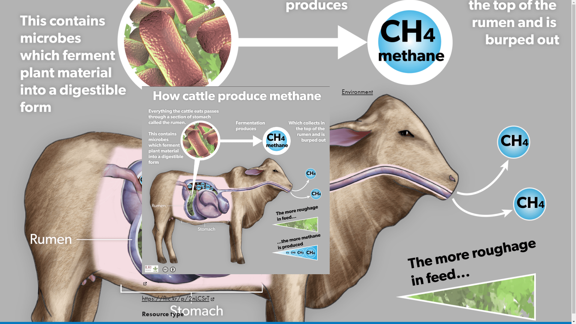How cattle produce methane Why Livestock Matter