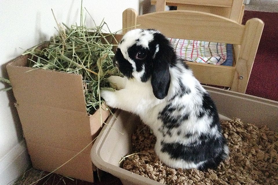 Can You Train a Rabbit to Use Litter Box (Potty Training)?