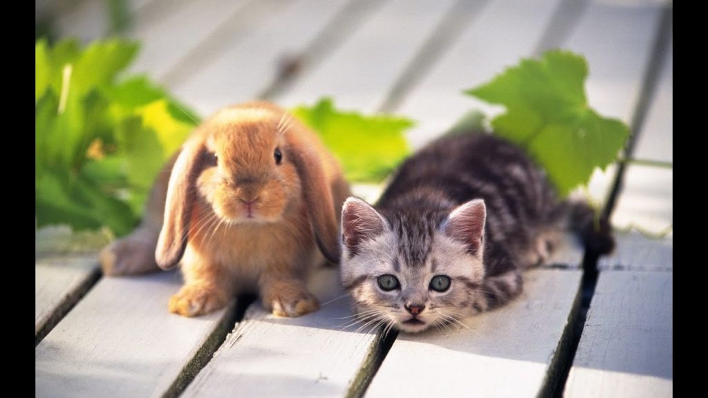 How to Introduce a Cat to a Rabbit? 10 Best Methods