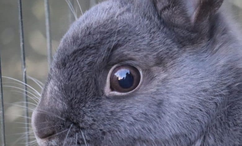 How to wash a rabbits eye? 25 Important advices