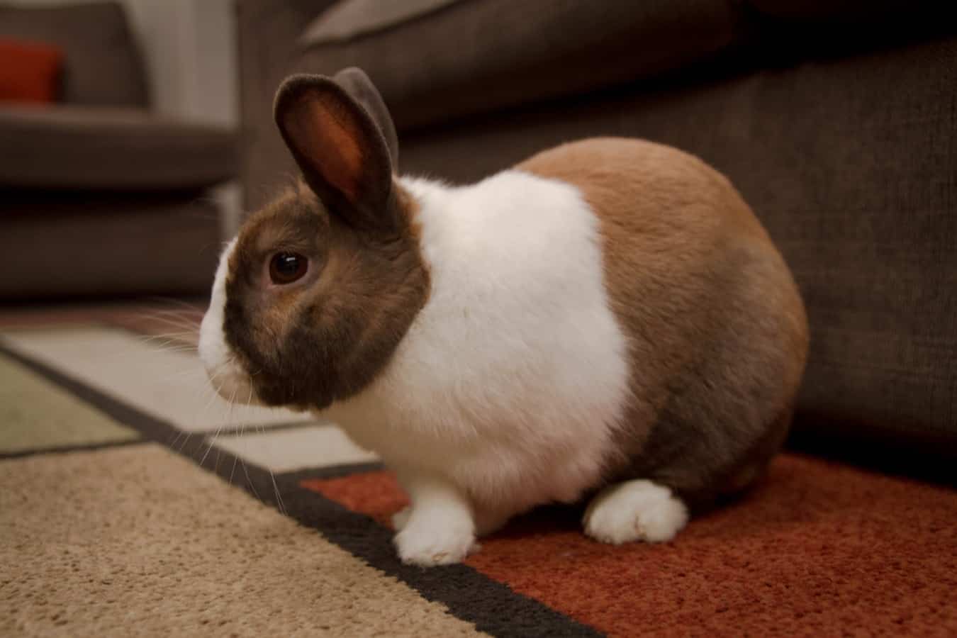 Can Snuffles in Rabbits be Cured? 26 Ways of Treatment