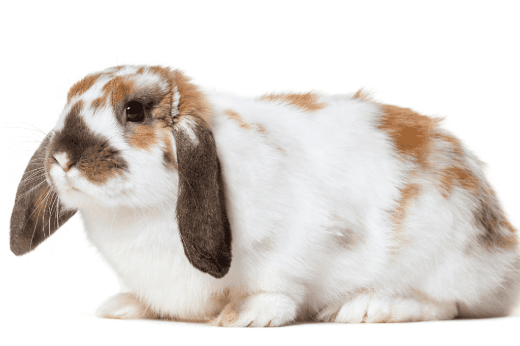 English Lop Rabbit (Size, Color, Behavior, Temperament) Why Rabbits