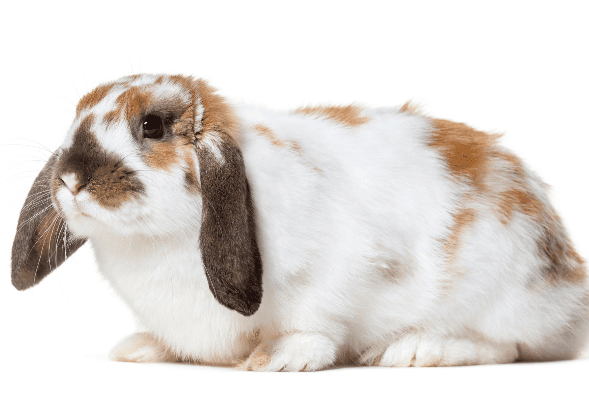 English Lop Rabbit (Size, Color, Behavior, Temperament) Why Rabbits