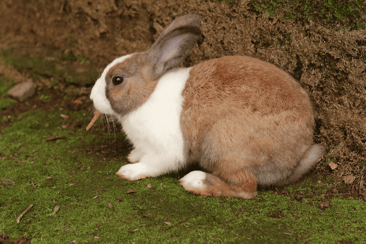 Dutch Rabbit (Size, Color, Temperament, Behavior)