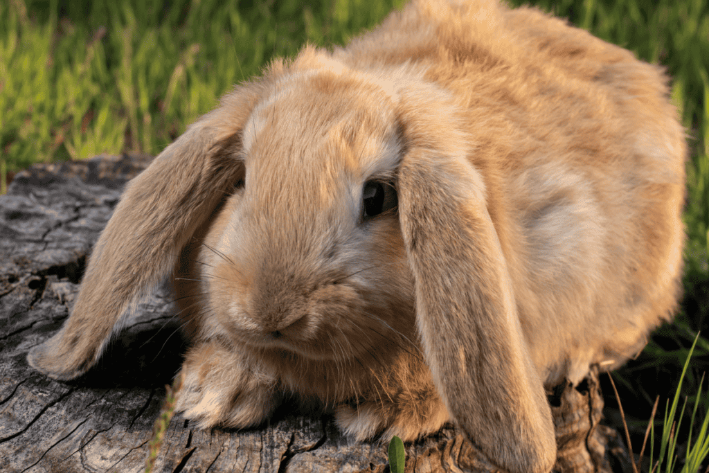 French Lop Rabbit (Size, Color, Temperament, Behavior)