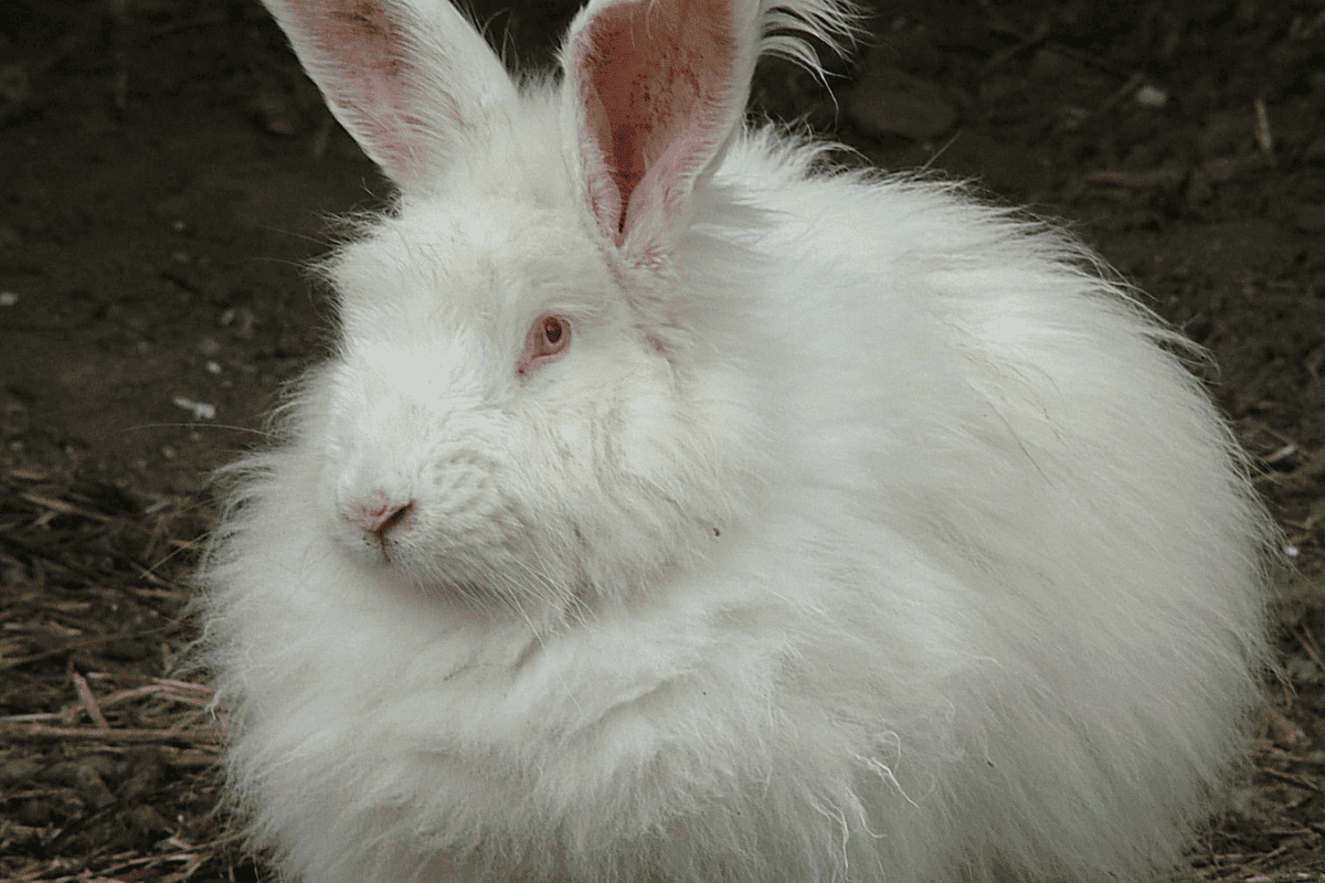 Giant Angora Rabbit (Size, Color, Temperament, Behavior)