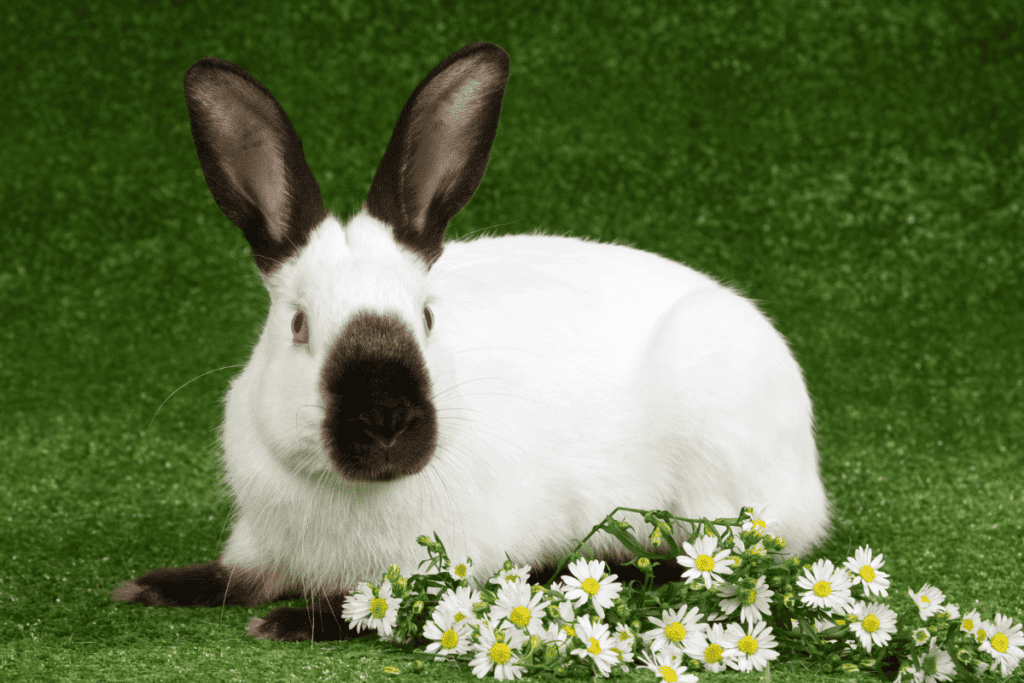 Himalayan Rabbit (Size, Color, Temperament, Behavior)