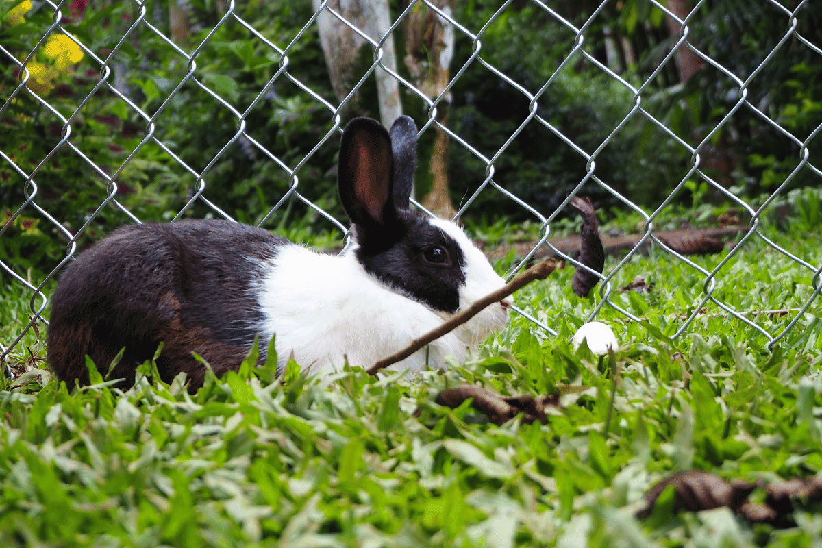 Are Backyard Rabbits Safe to Eat? Do's and Don'ts!