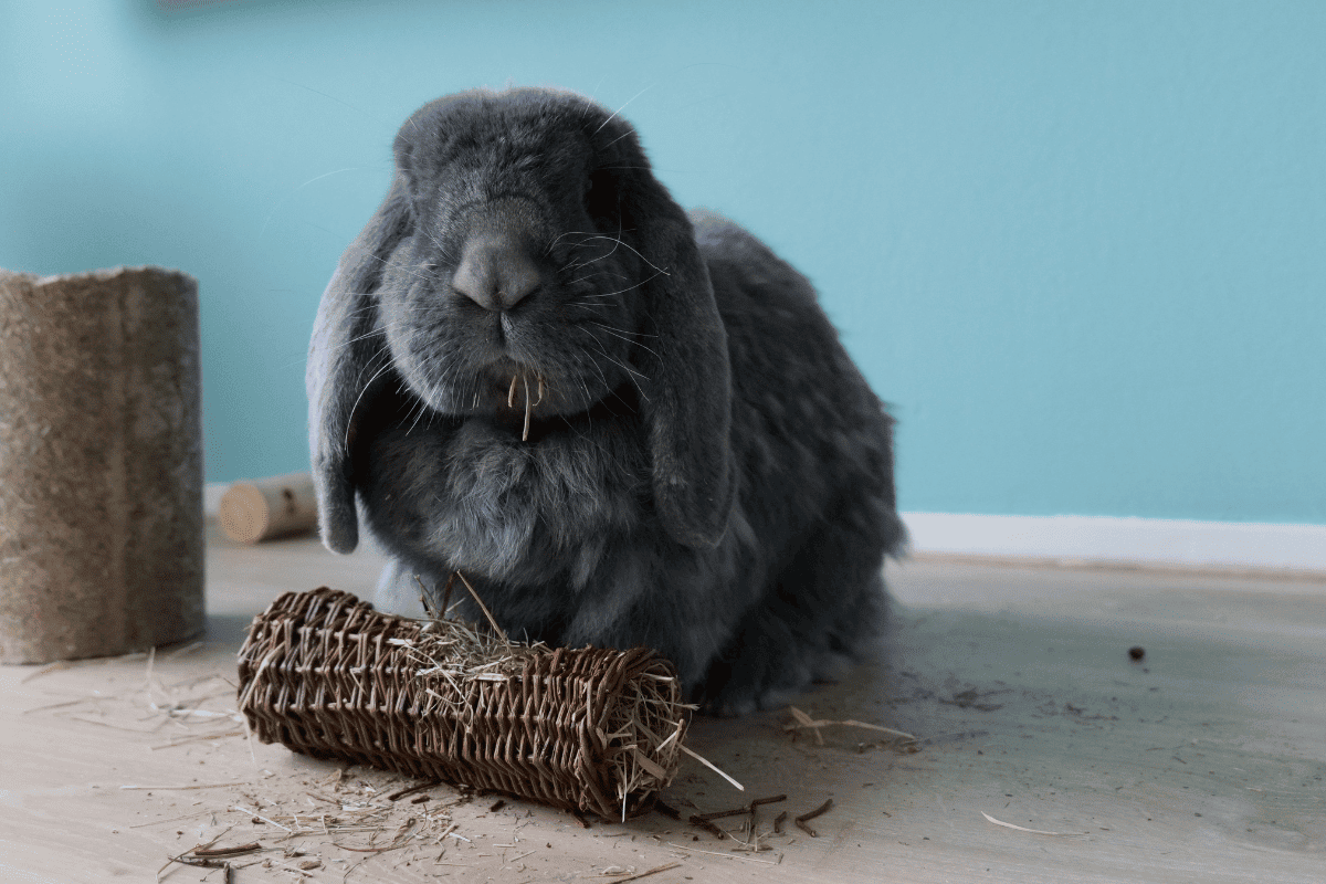 Are Rabbit Toys Safe for Birds?