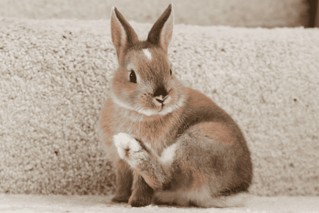 Netherland Dwarf Rabbit (Size, Color, Temperament, Behavior)