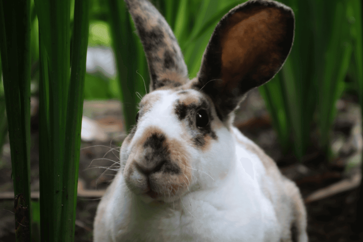 Rhinelander Rabbit (Size, Color, Temperament, Behavior)