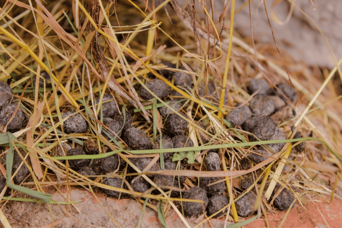Does Rabbit Poop Smell?