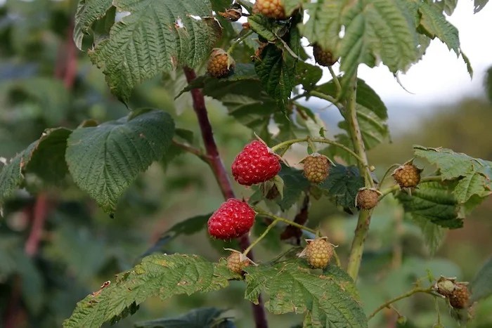 Growing Raspberries In Central Texas Raspberry