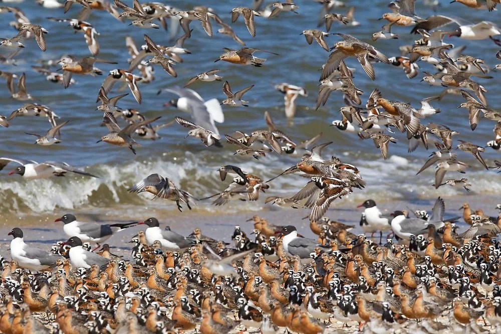 New island off N.J. coast is haven for the red knot WHYY