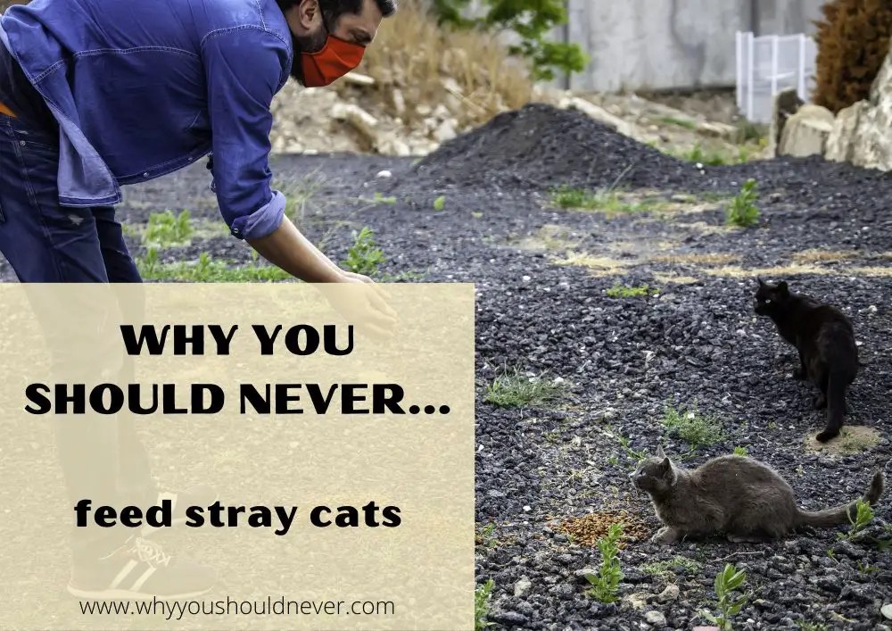 Why You Should Never Feed Stray Cats Why You Should Never…
