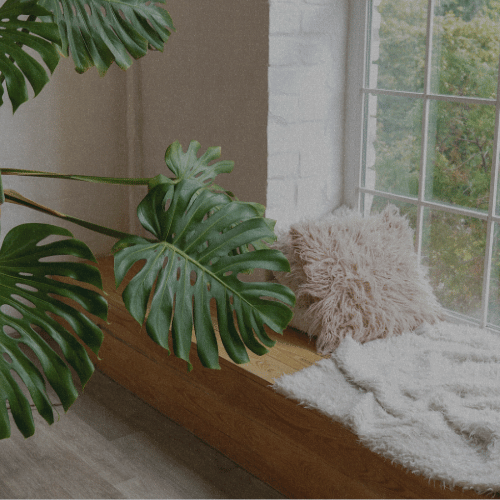 House Plants For Spiritual Protection