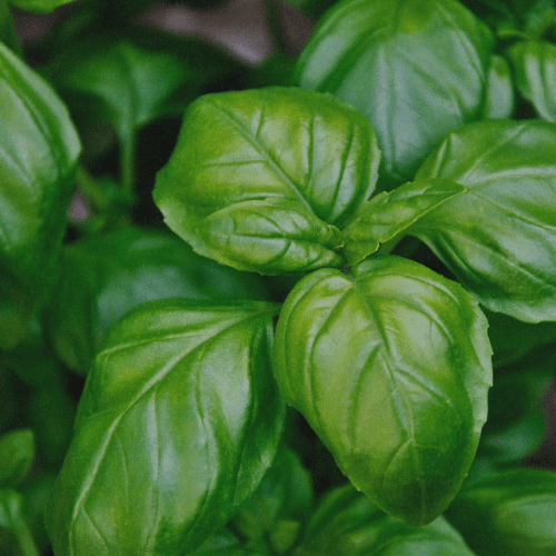 Herbs For Manifestation