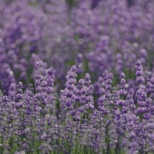 Herbs For Manifestation