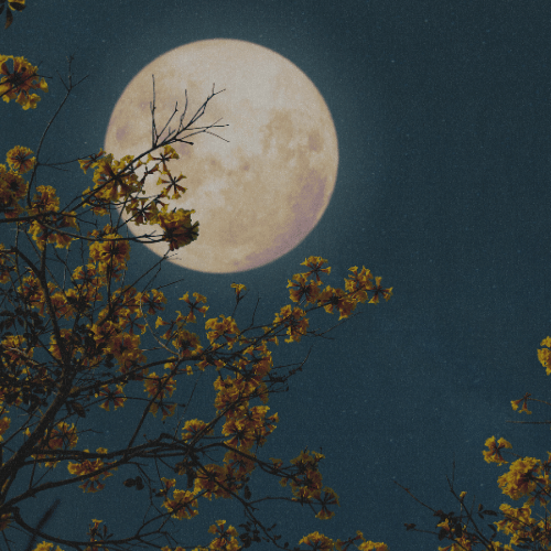 Herbs For Manifestation