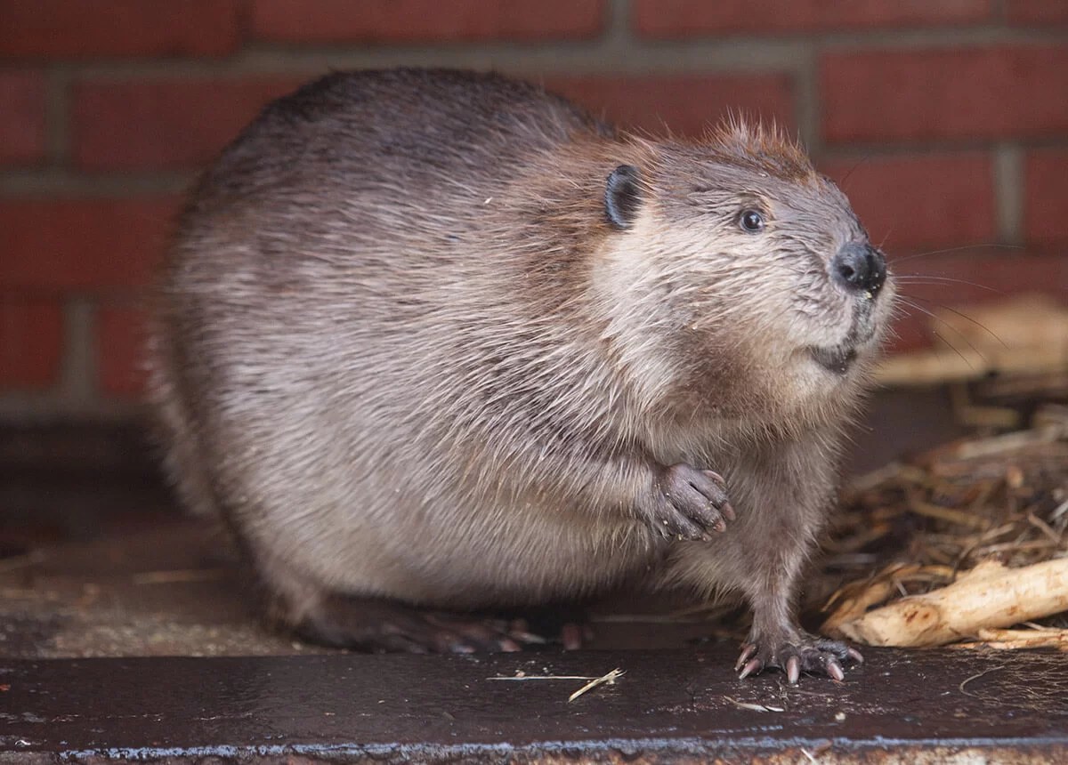 Kansas Wildlife Exhibit Wichita Parks Foundation