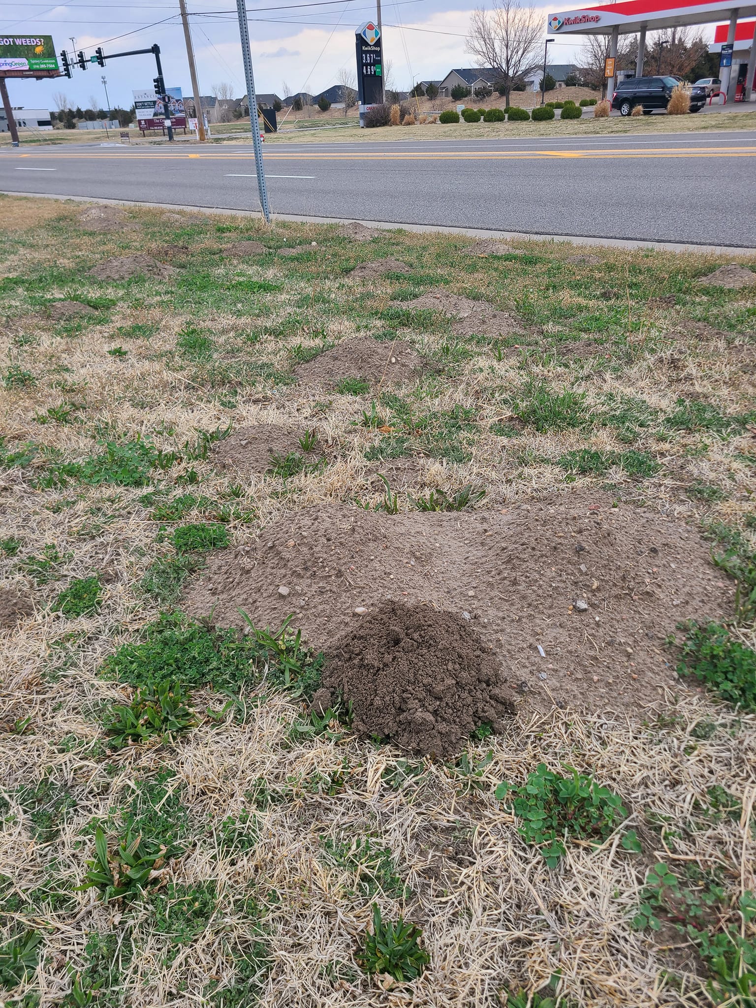 Moles and Gophers Wichita Pest Controls