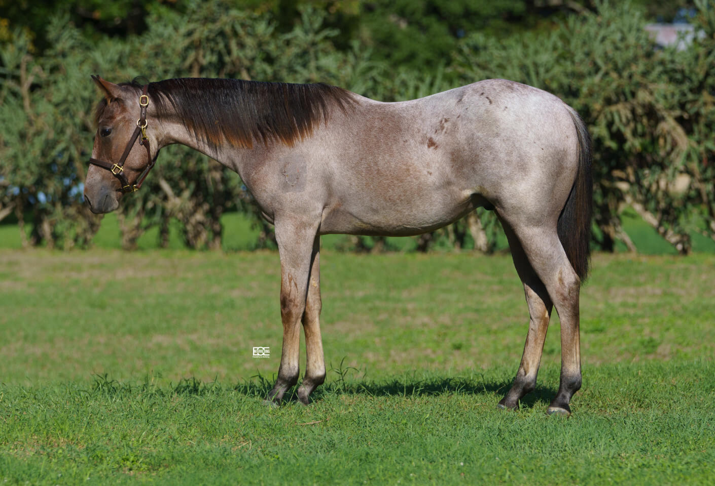 Sale Wichita Ranch Equine in Brenham, Texas