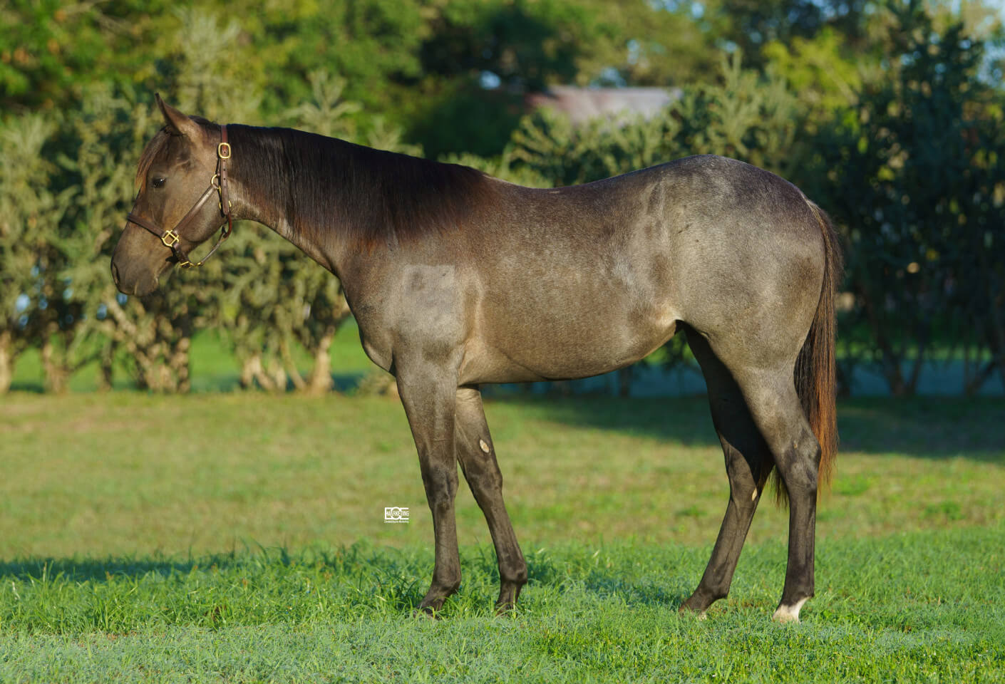 Sale Wichita Ranch Equine in Brenham, Texas