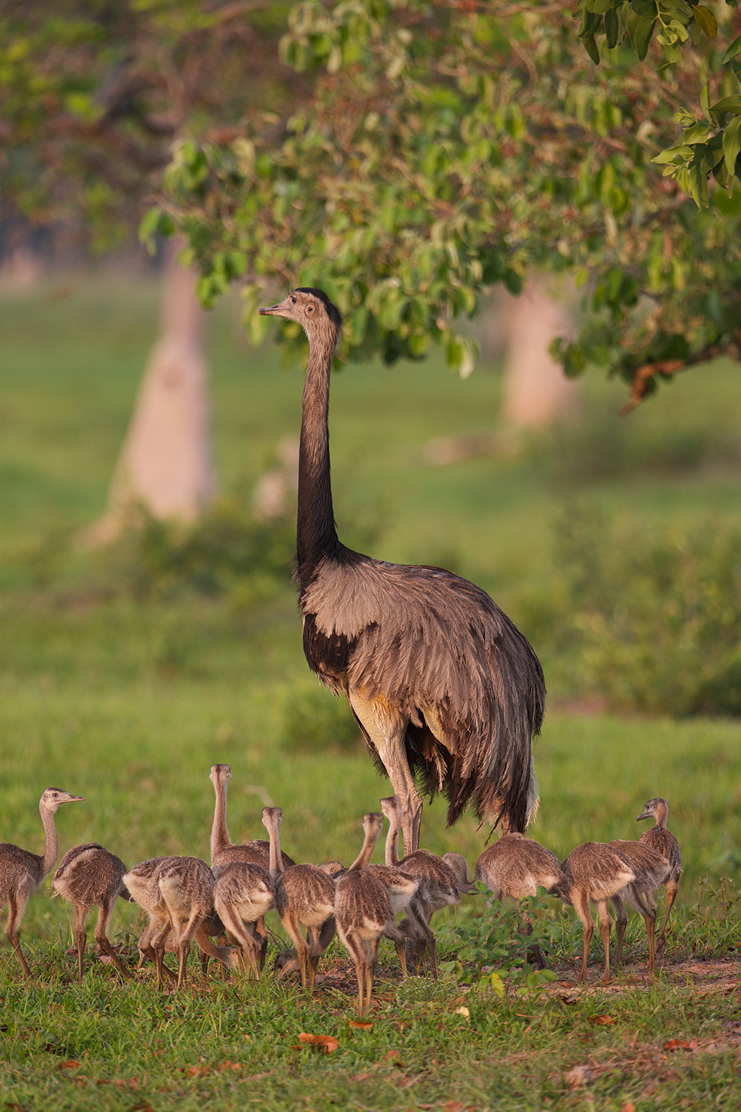 Return of Bird of the Week Greater Rhea Wickersham's Conscience