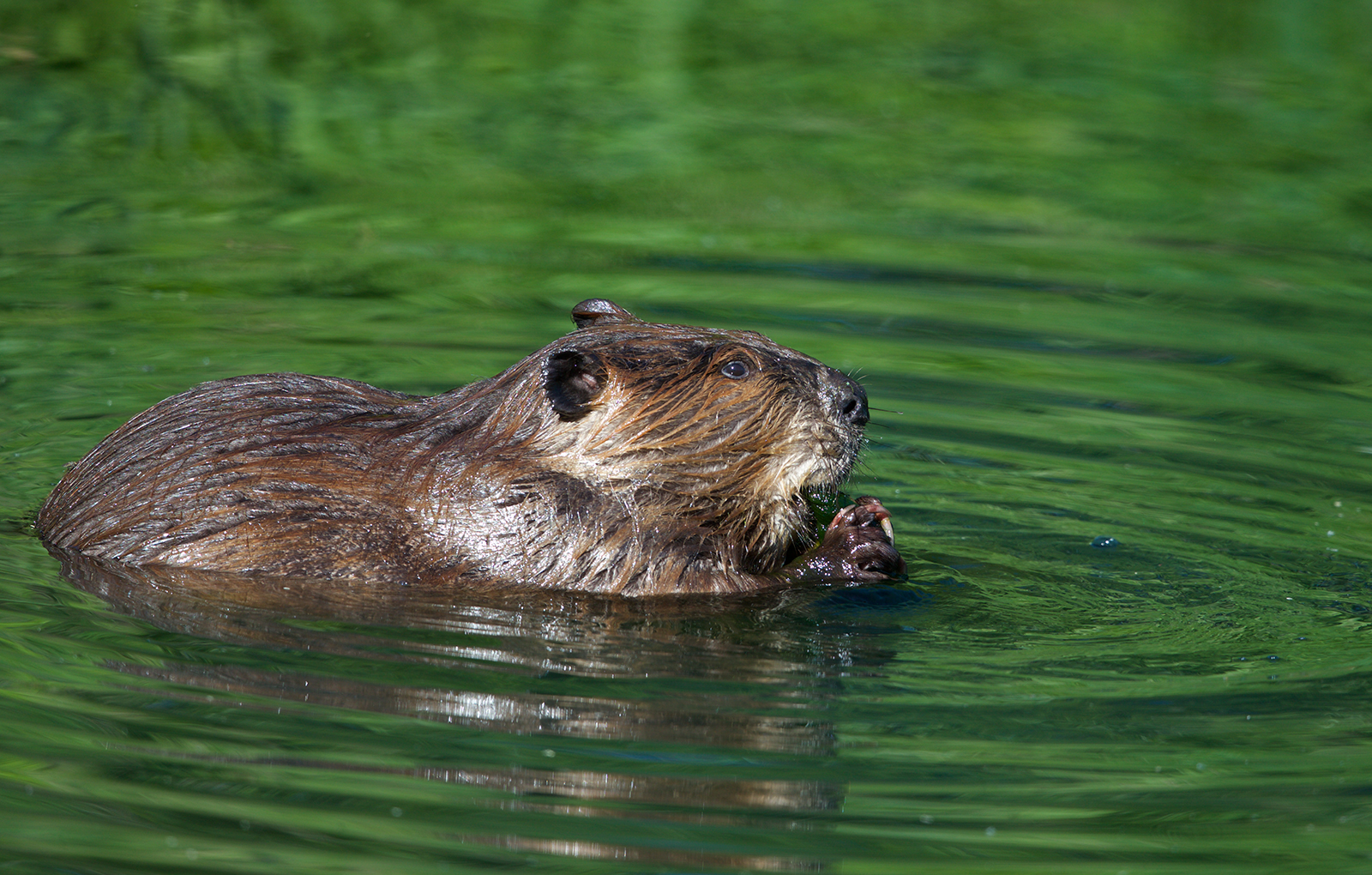 Beaver Fever Wickersham's Conscience