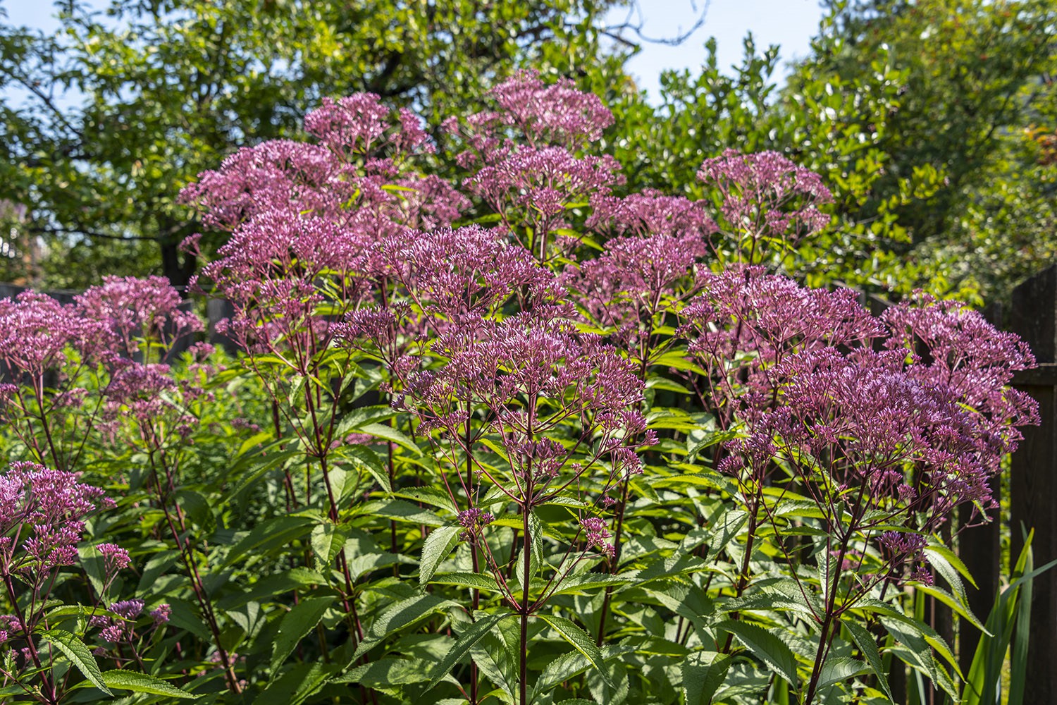 Wicklein’s Wholesale Native Plant Nursery in Maryland, Wholesale Plant