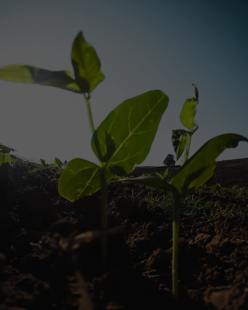 Wicklow Group Wicklow is an Agricultural Platform Company Wicklow