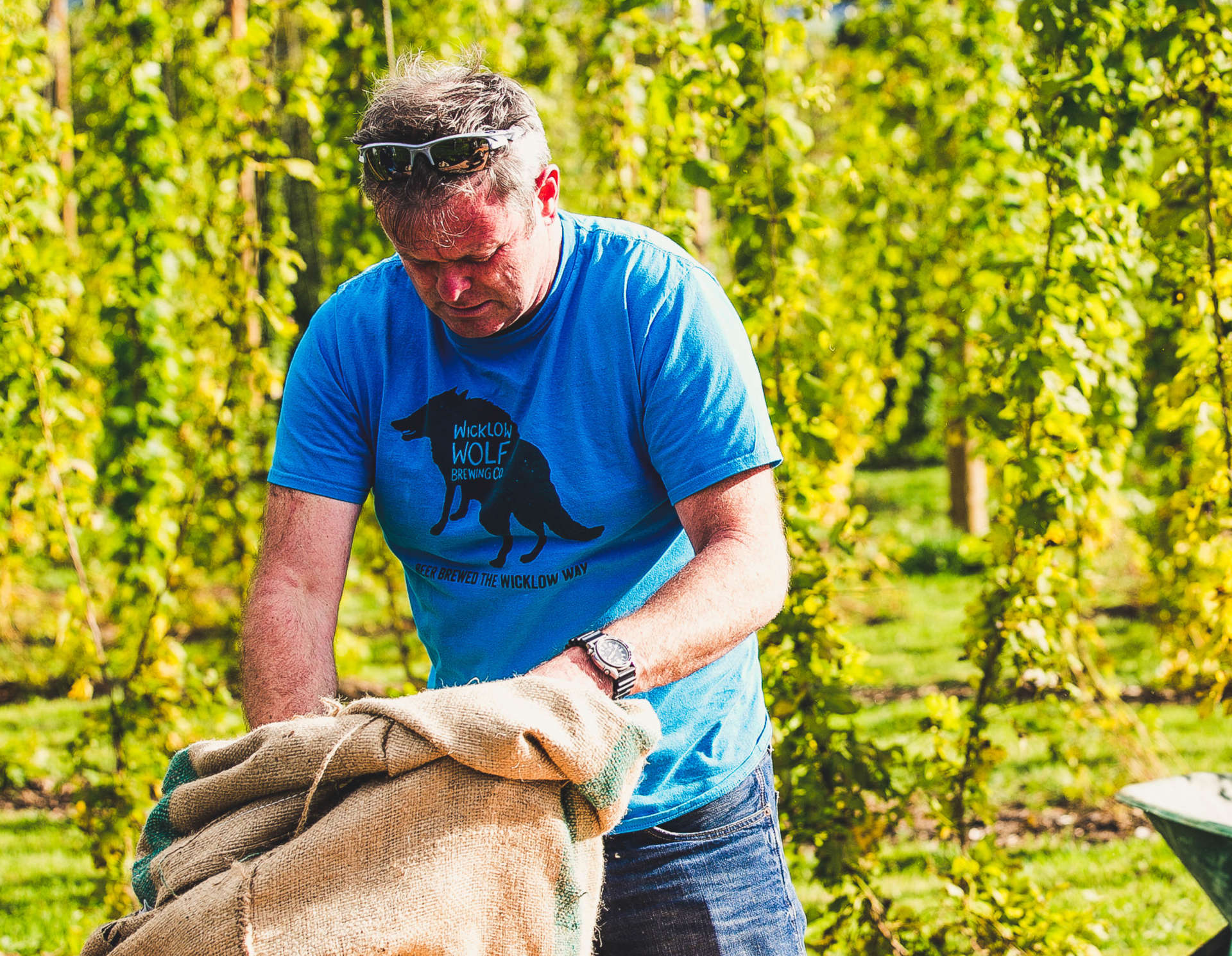 Hop Farm Irish Hop Farm Hop Farm Wicklow Wicklow Wolf Hop Farm