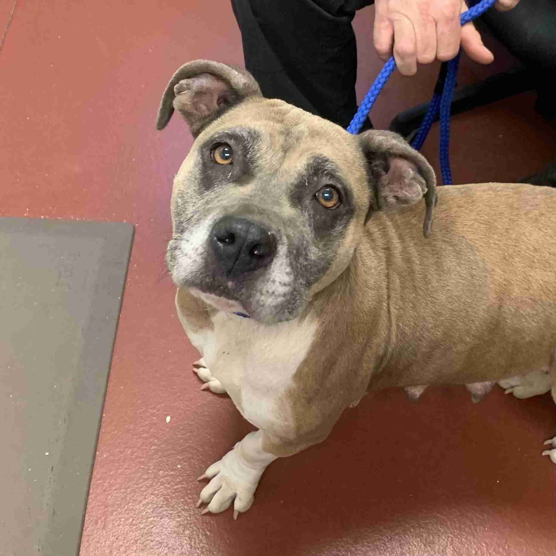 Darby 66668 Humane Society of County