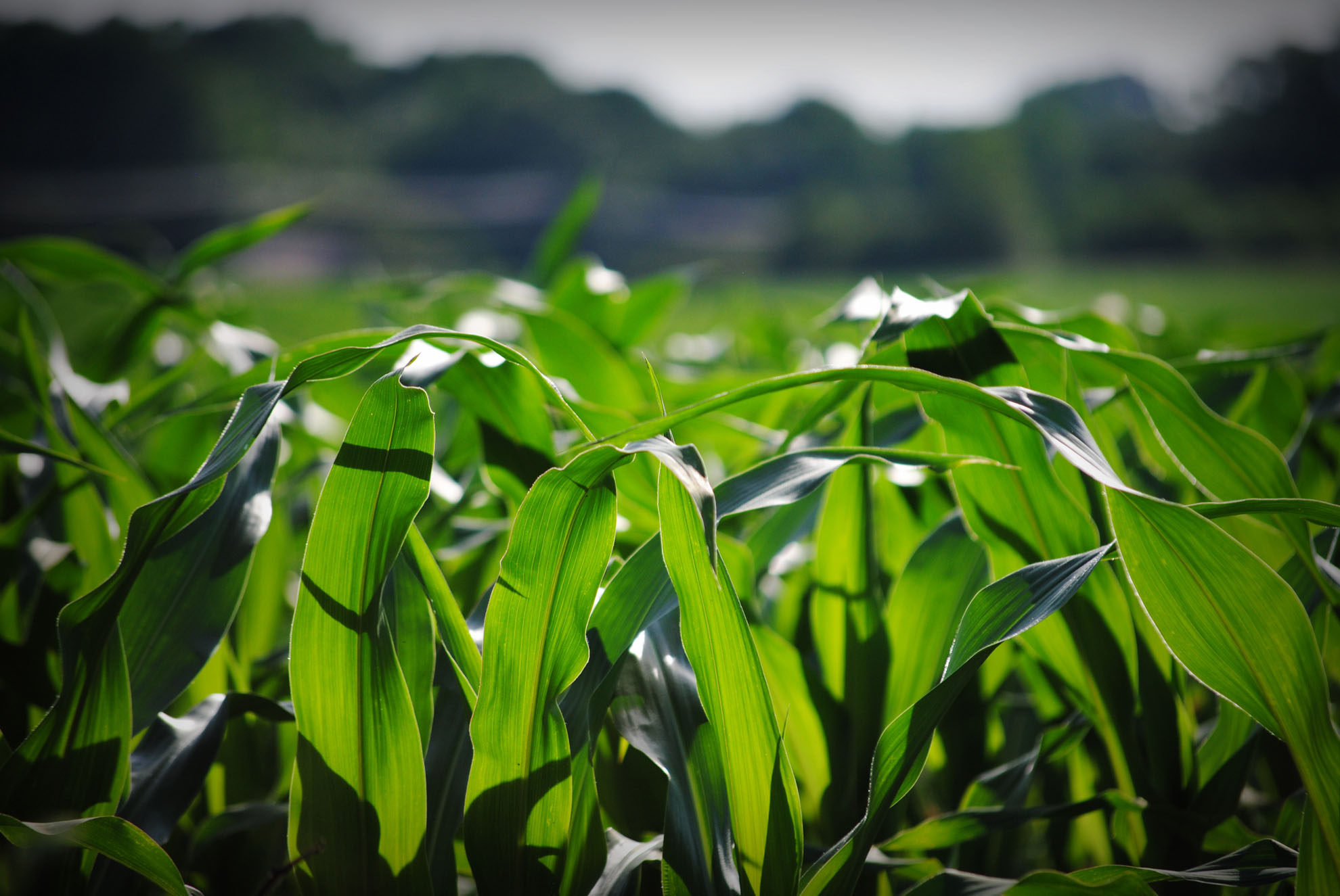 Ethanol Wisconsin Corn