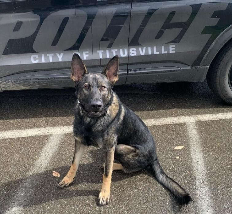 Titusville Police K9 Gerif Assists with Felony Methamphetamine Arrest