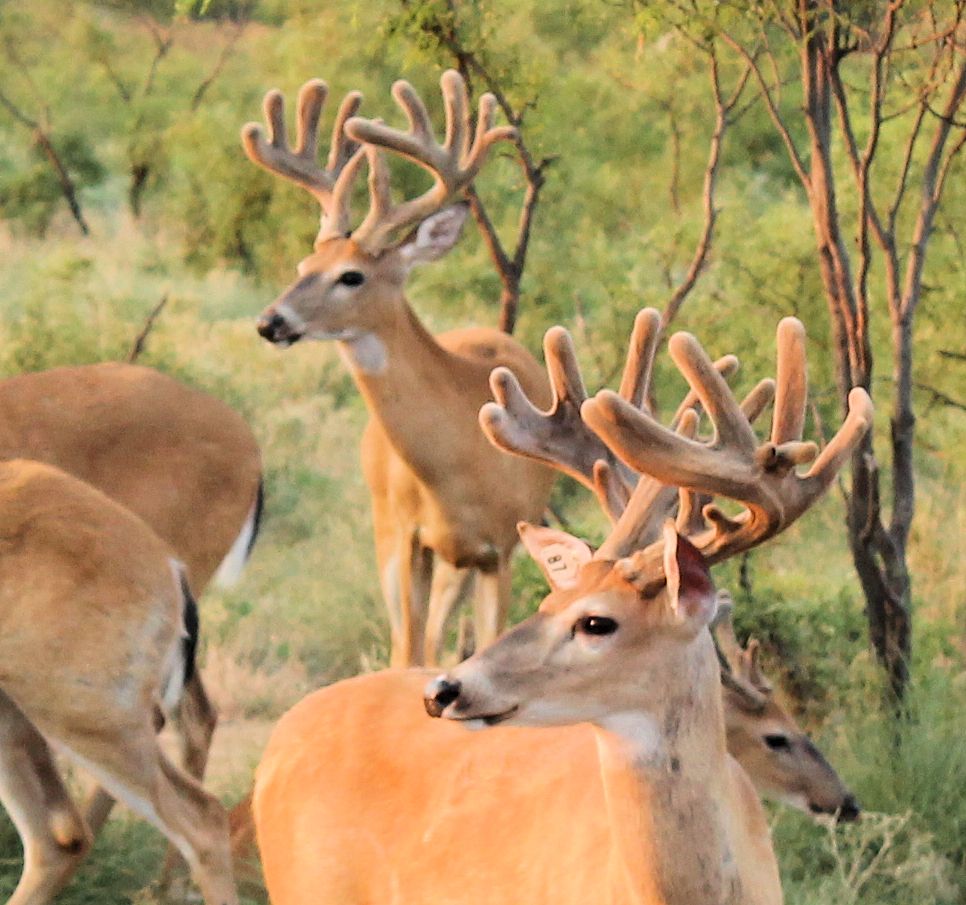 High Fence Guided Trophy Deer Hunting Preserve in Oklahoma R&P Whitetails