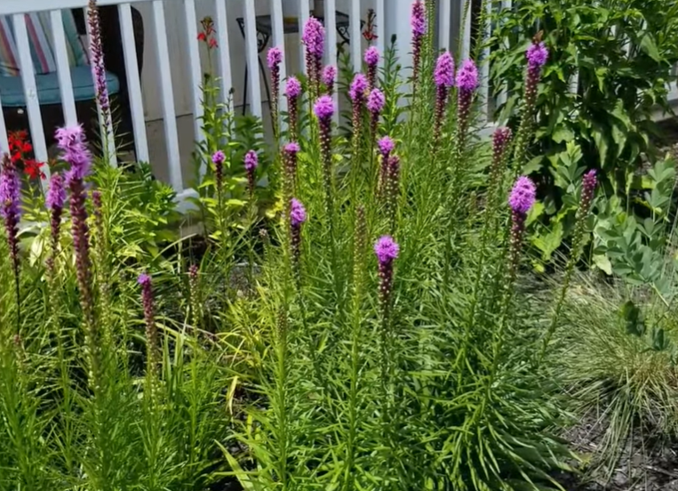 Do Deer Eat Liatris? Examining the Deer's Garden Affection