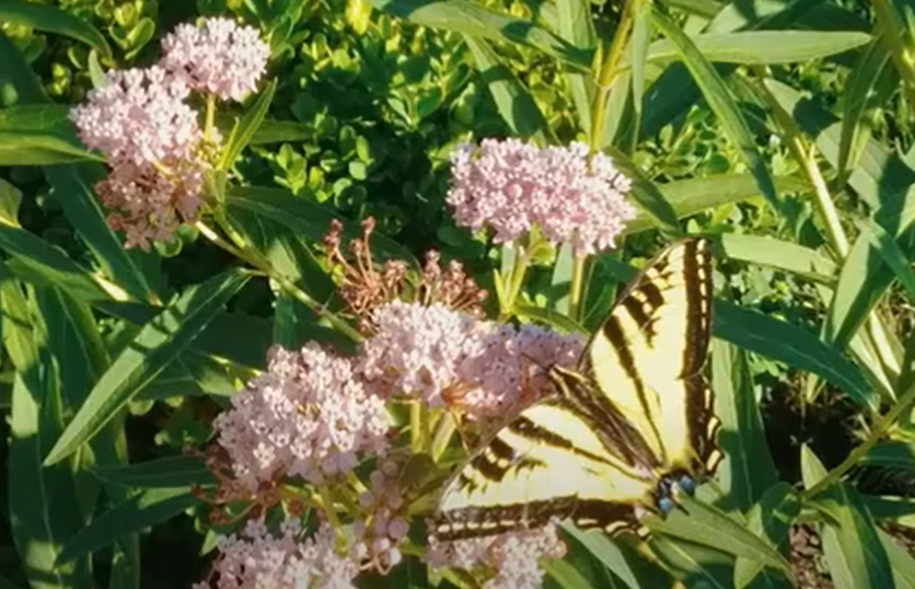Do Deer Eat Milkweed?