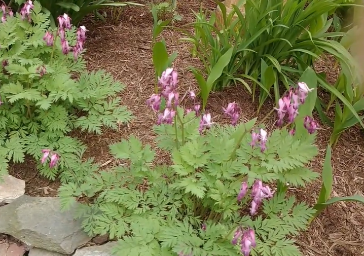 Do Deer Eat Bleeding Hearts?