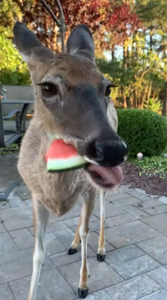 Do Deer Eat Watermelon?