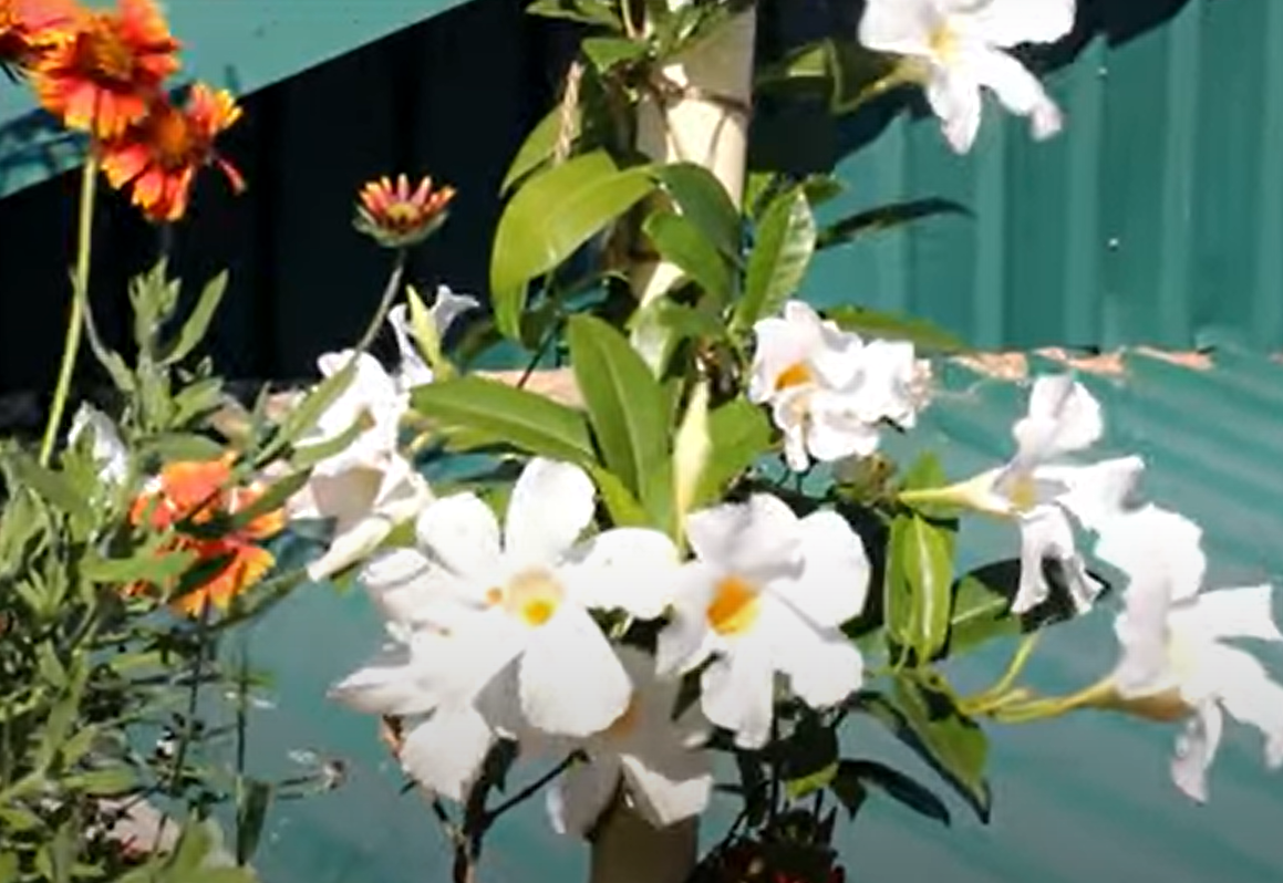 Do Deer Eat Mandevilla?