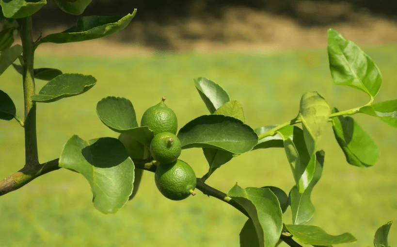 Do Deer Eat Citrus Trees?