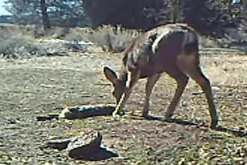 Do Deer Eat Rabbits?