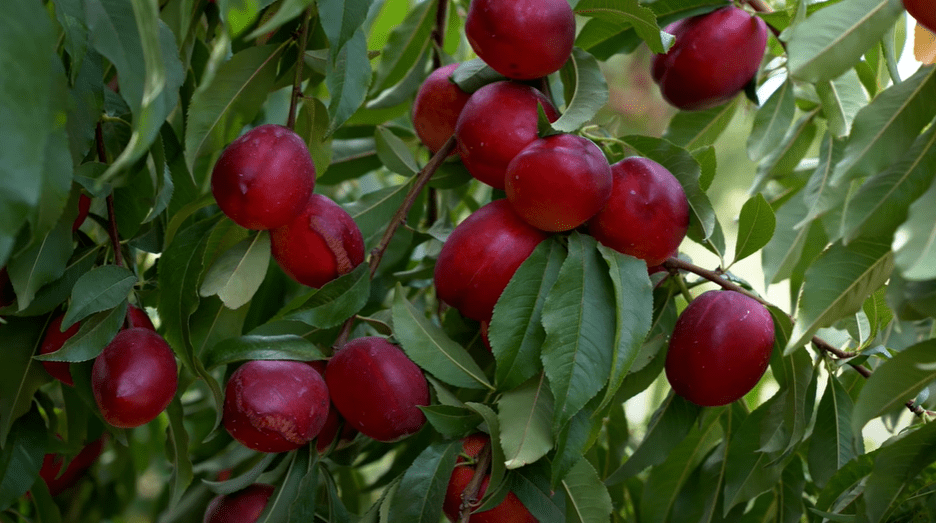 Do Deer Eat Nectarines? Exploring Their Fruit Selection