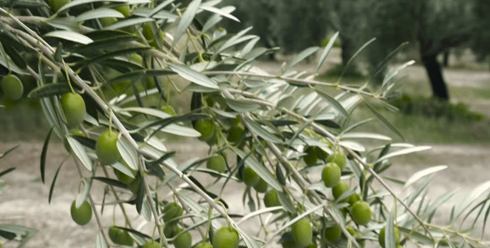 Are Olive Trees Deer Resistant?
